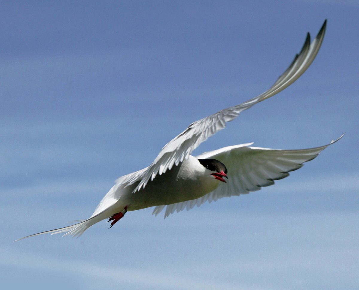 Common Tern