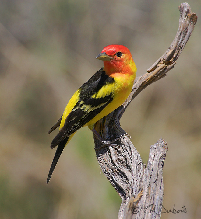 Western Tanager