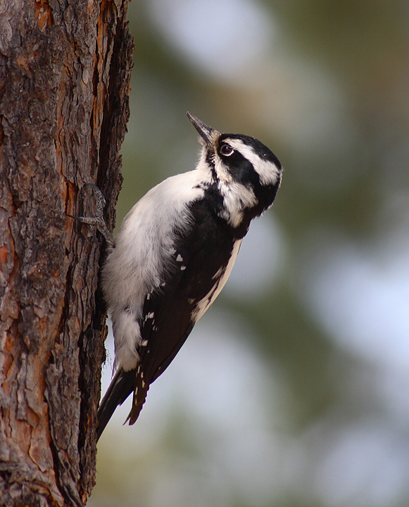 Lady Hairie Woodpecker