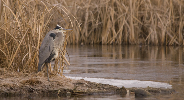 Great Blue Heron