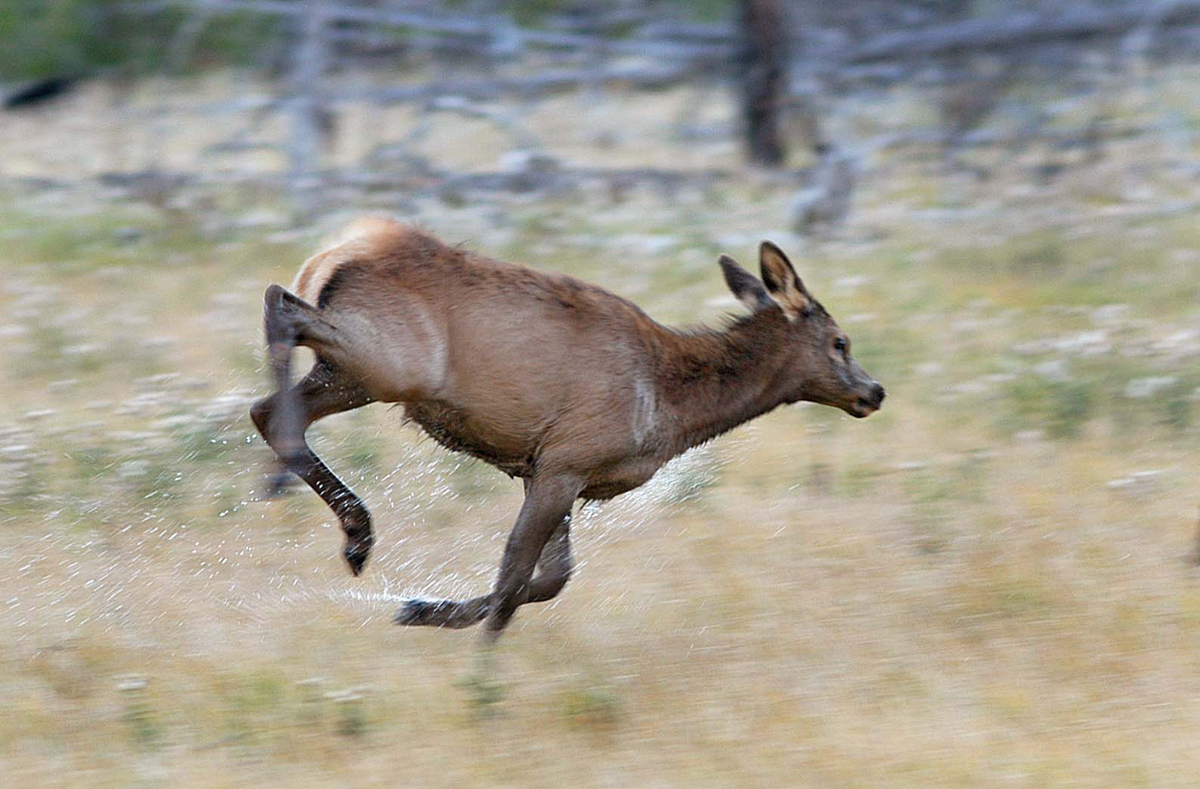 Running elk calf