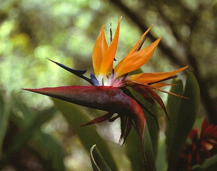 Beautiful Bird (Unconven