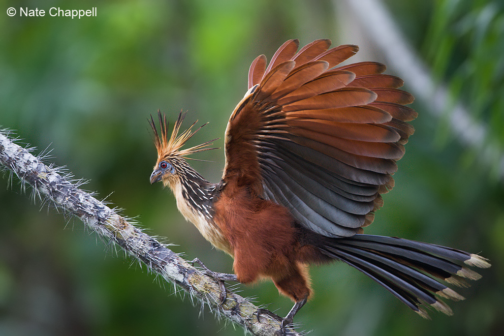 Hoatzin
