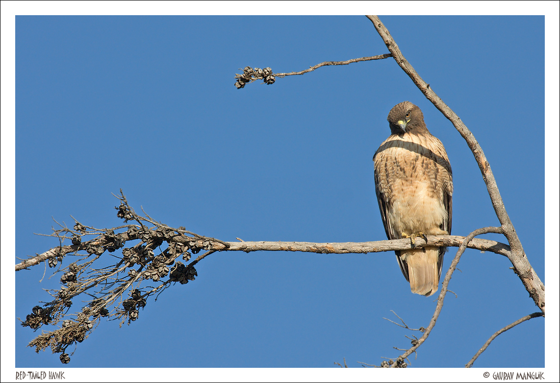 Red-Tailed Hawk