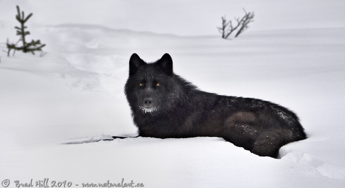 Black Wolf, White Snow