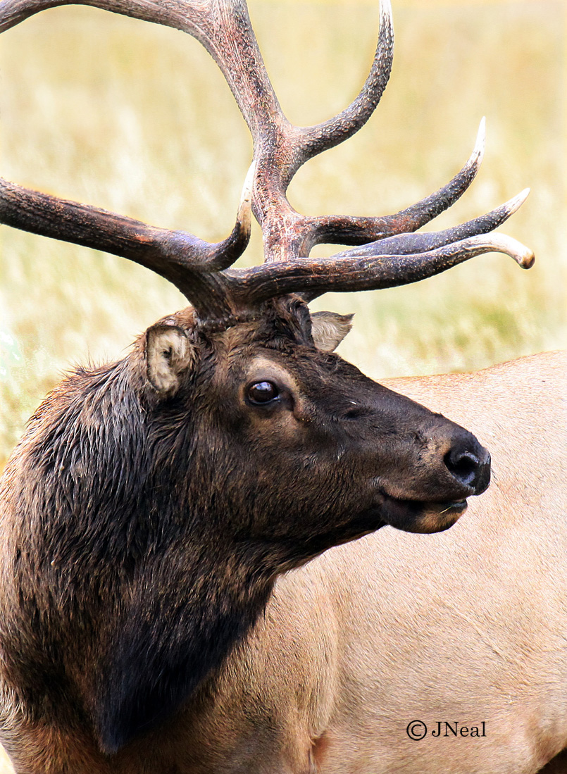 Elk Profile