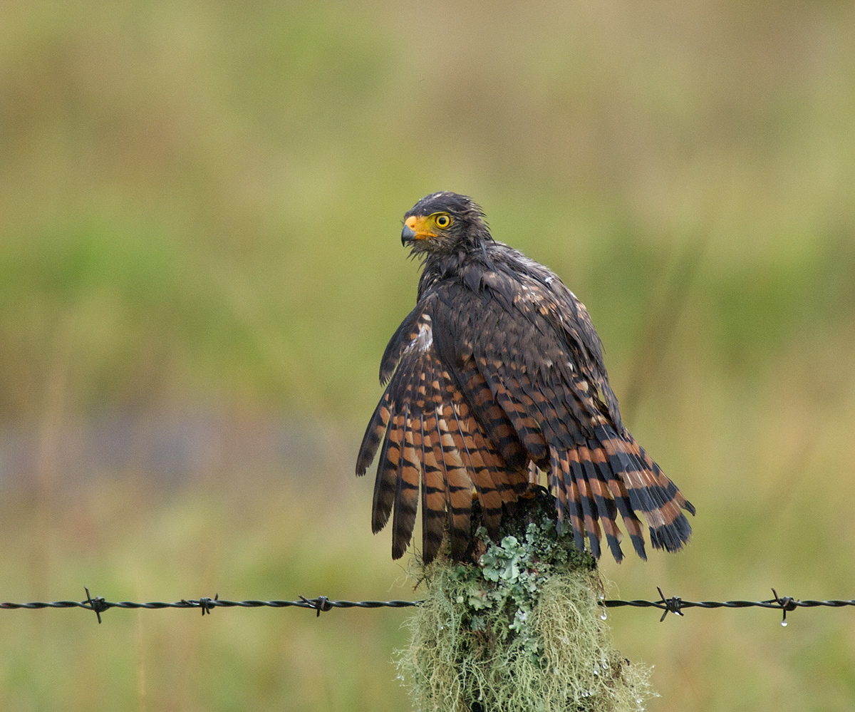 Roadside Hawk