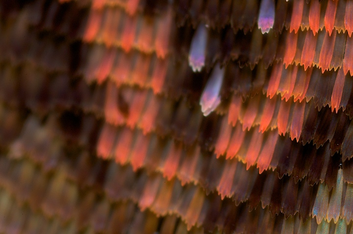moth shingles