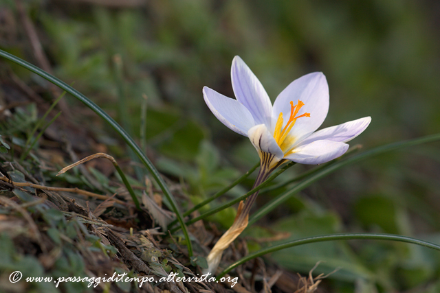Crocus
