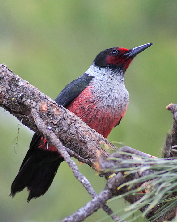 Lewis Woodpecker