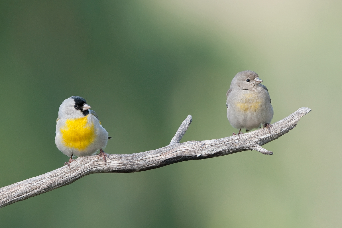 Lawrence's Goldfinches