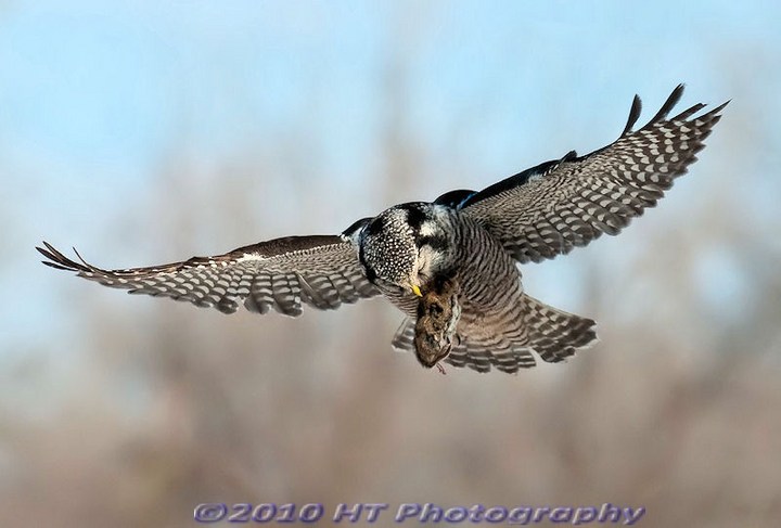 Hovering Hawk Owl