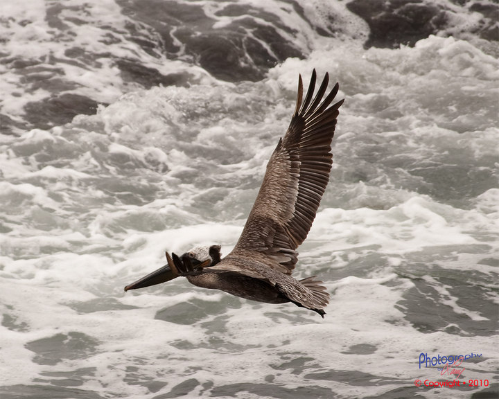 Falcon Soaring