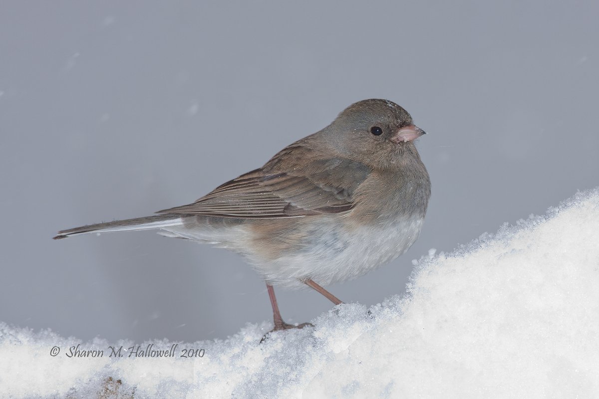 Dark-eyed Junco