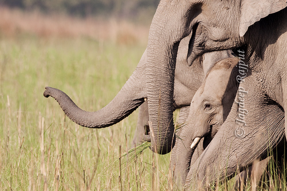 Indian Elephants