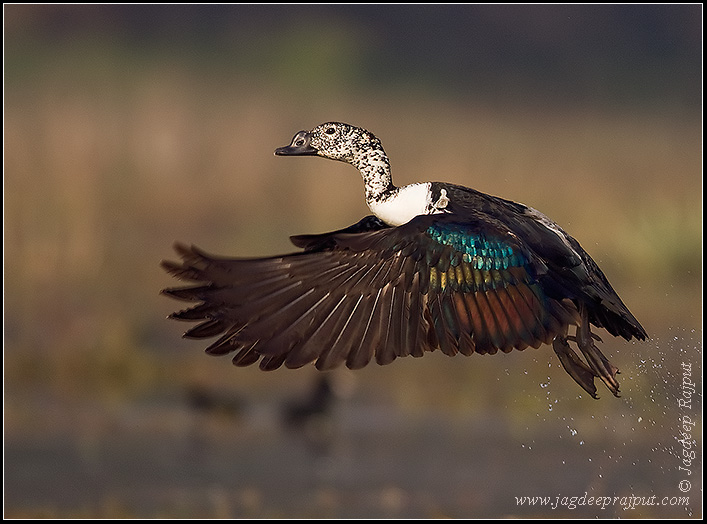 Combduck taking off