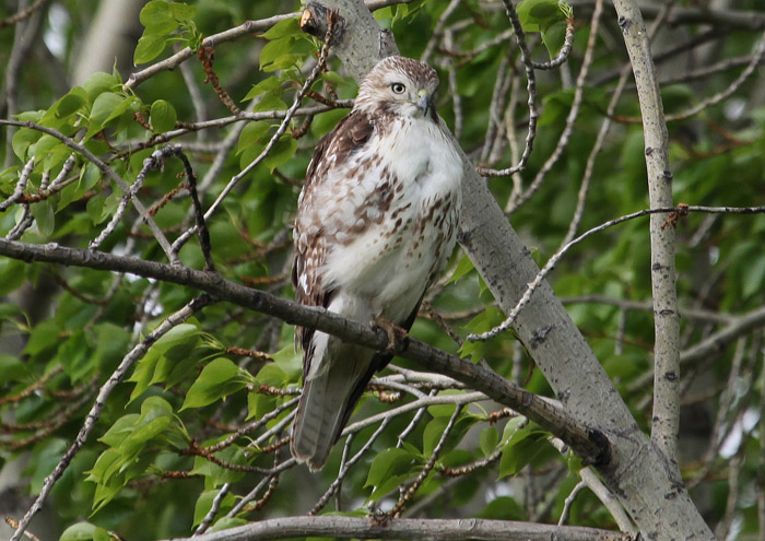 Hawk ID