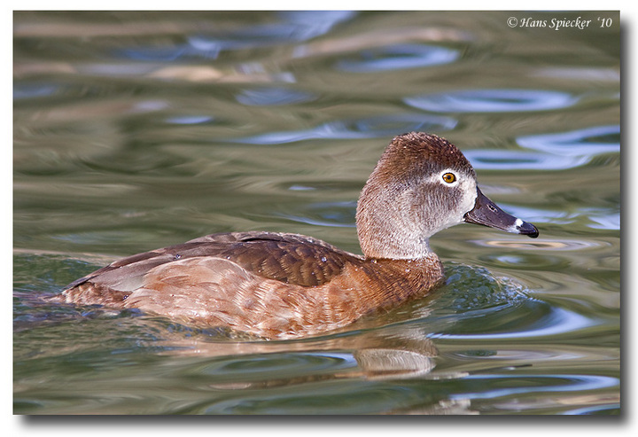Ring-necked Duck, repost