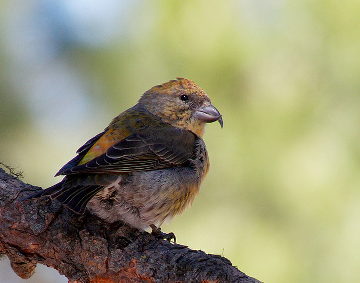 Lady Crossbill