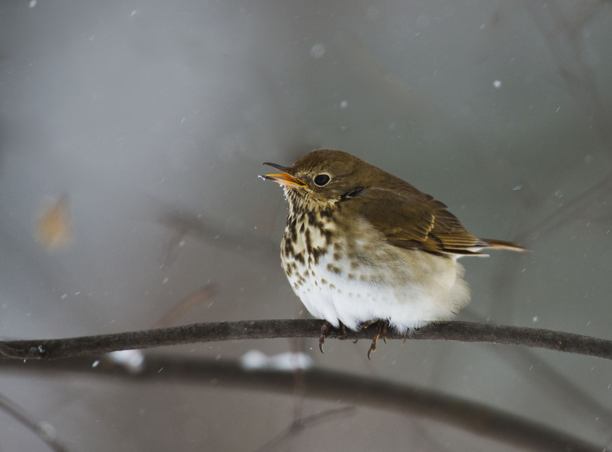 Hermit Thrush