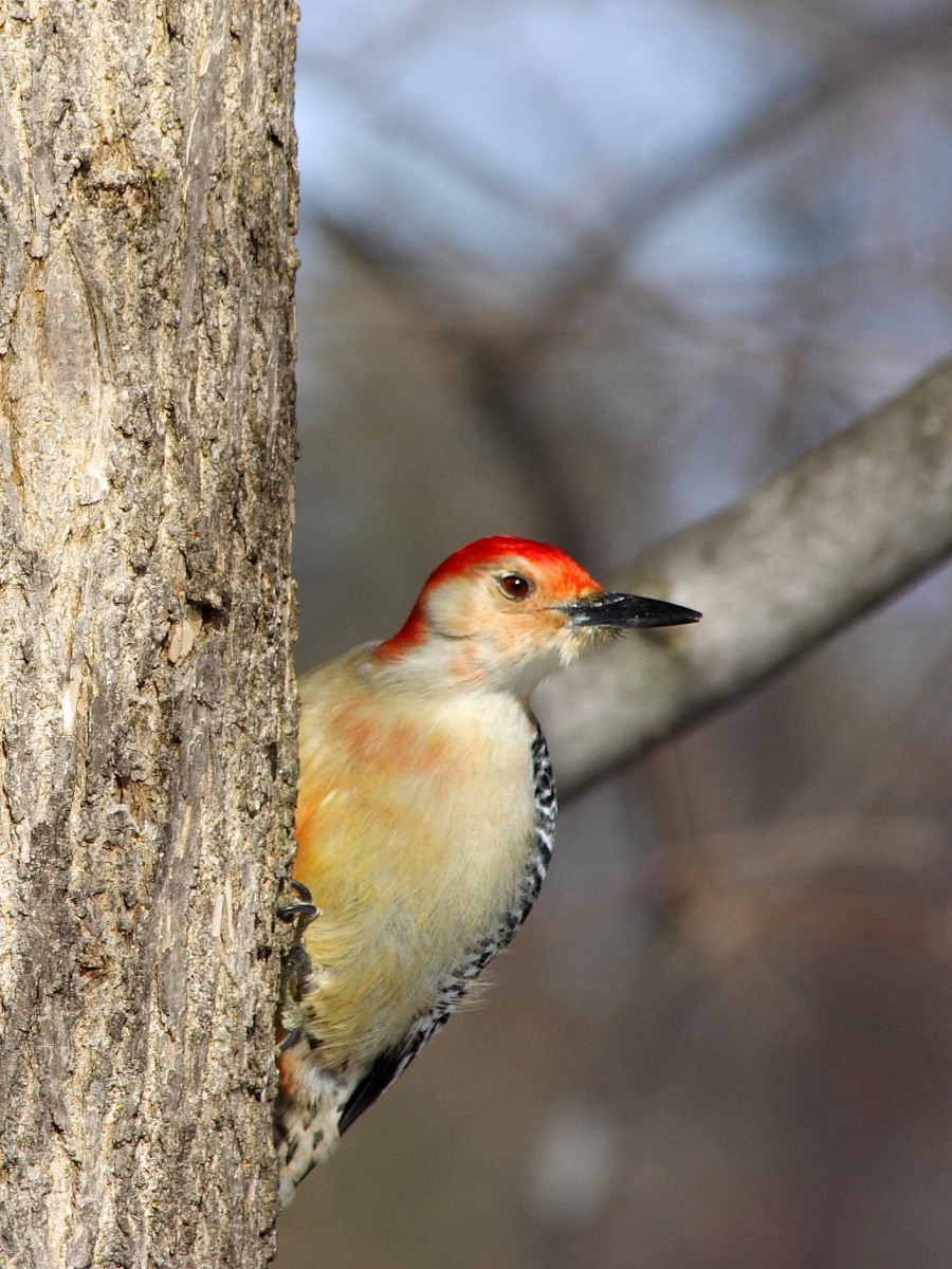 Red-bellied Woodpecker