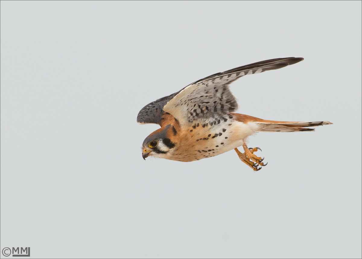 Male American Kestrel