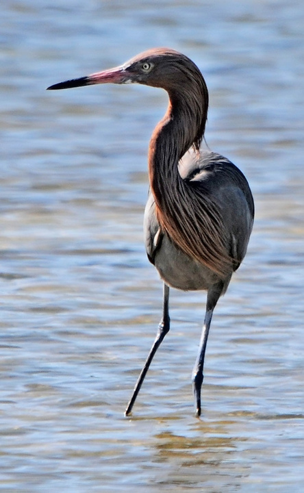 Reddish Egret