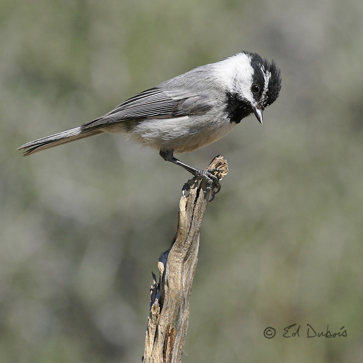 Mountain Chickadee + REPOST