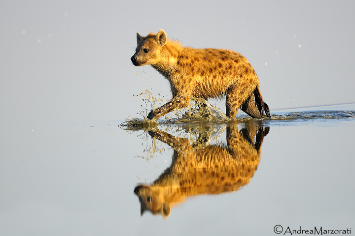 Hyena
