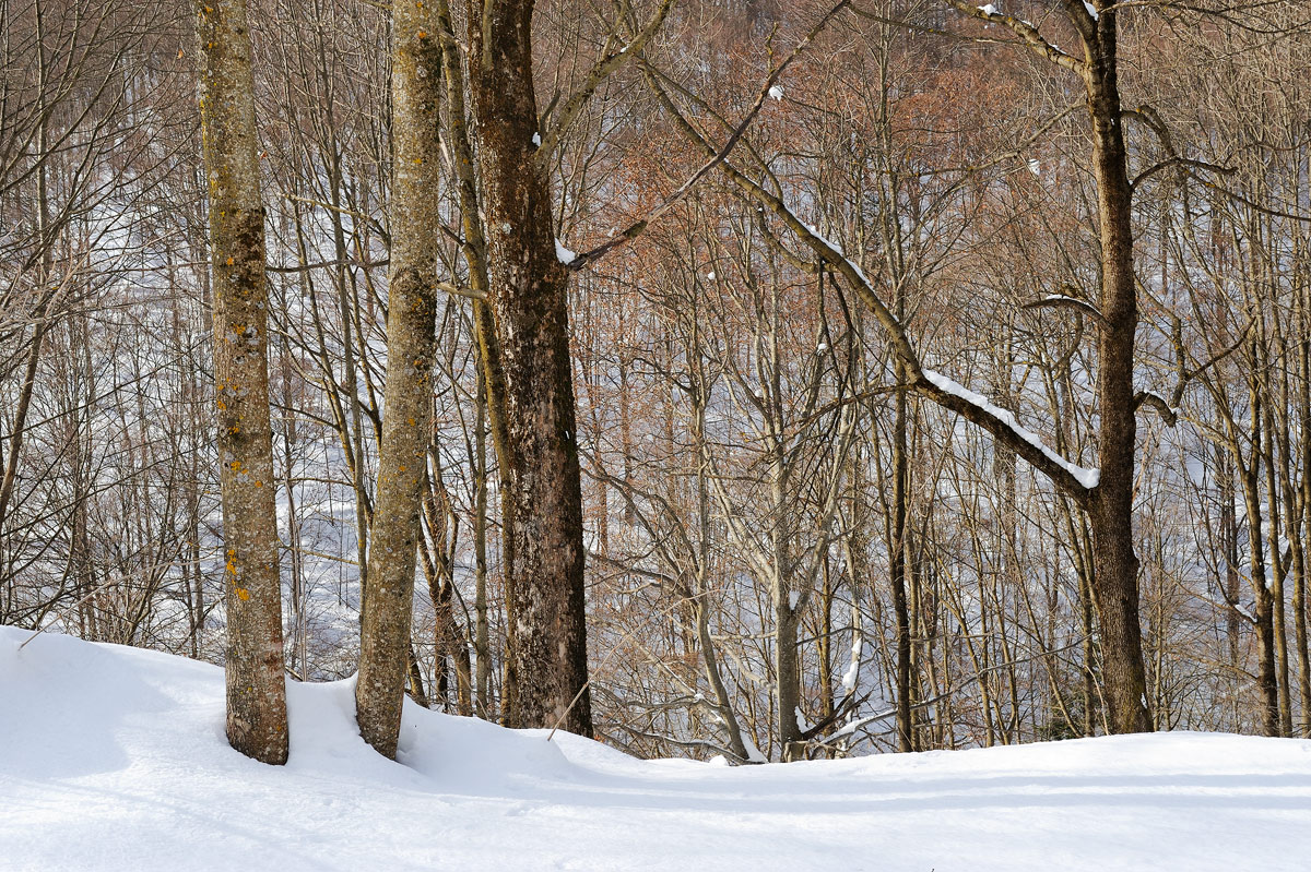 winter wood