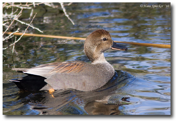 Gadwall