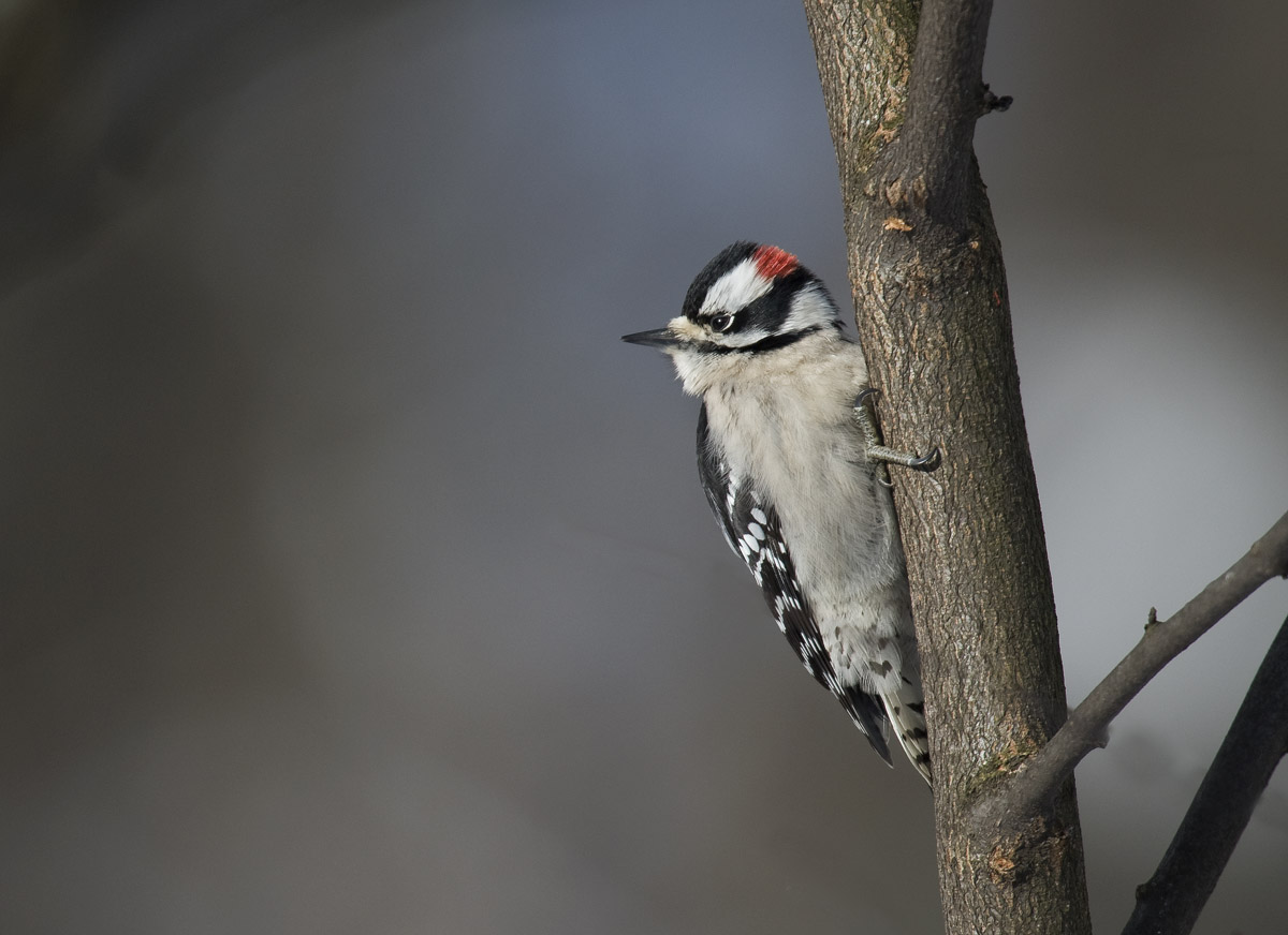 Downey Woodpecker