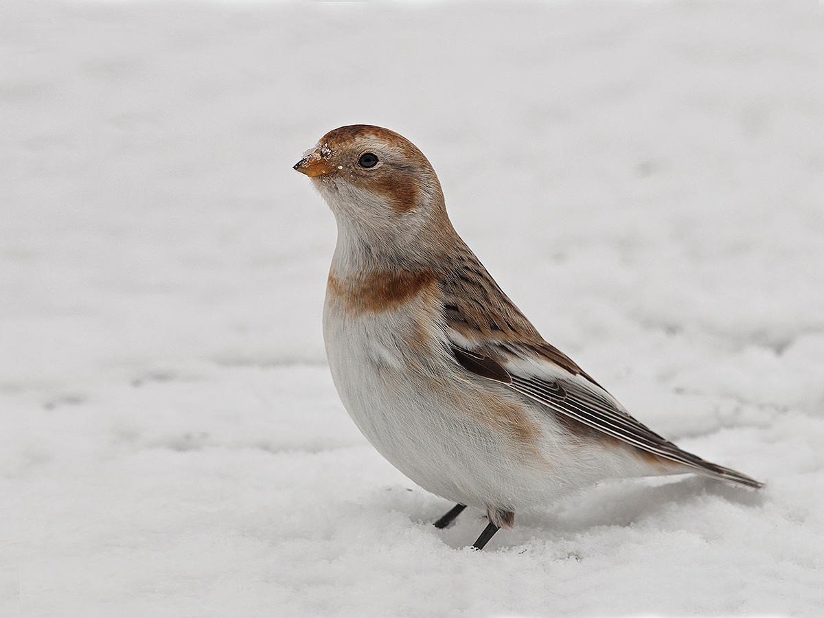 Snow Bunting