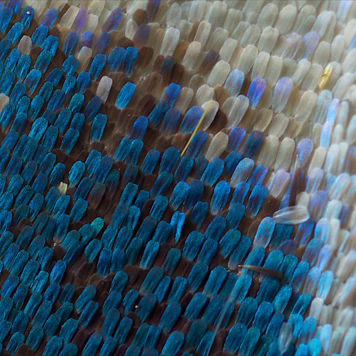 dragon skin