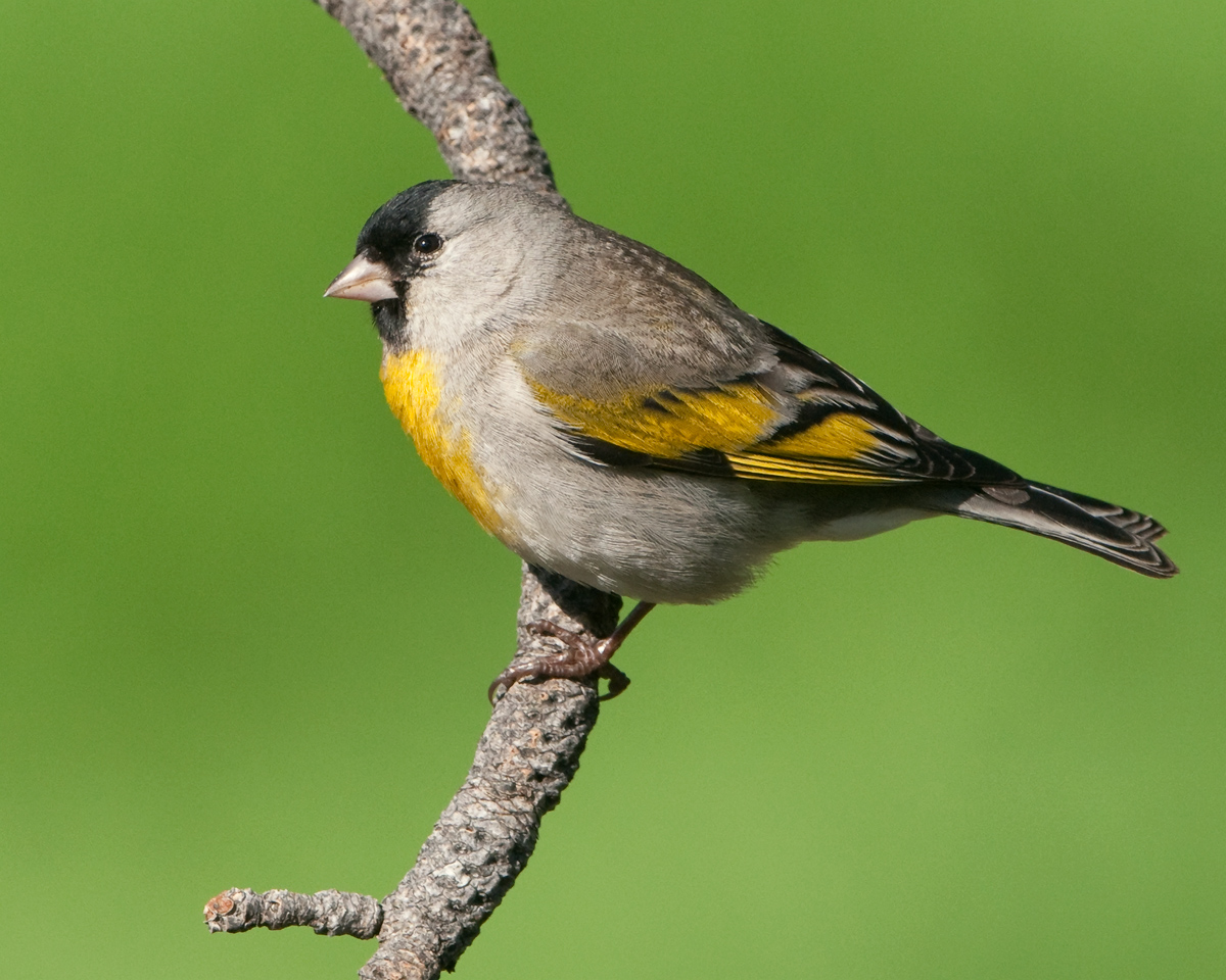 Lawrence's Goldfinch