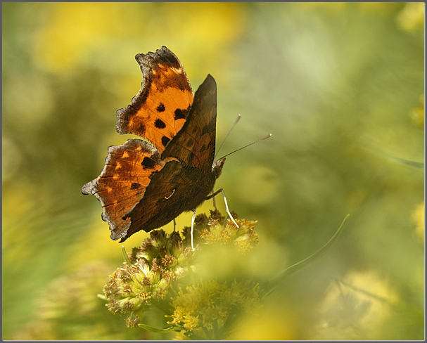 Eastern Comma
