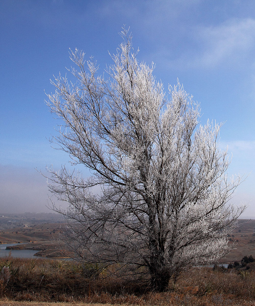 WC 419 - Lone tree