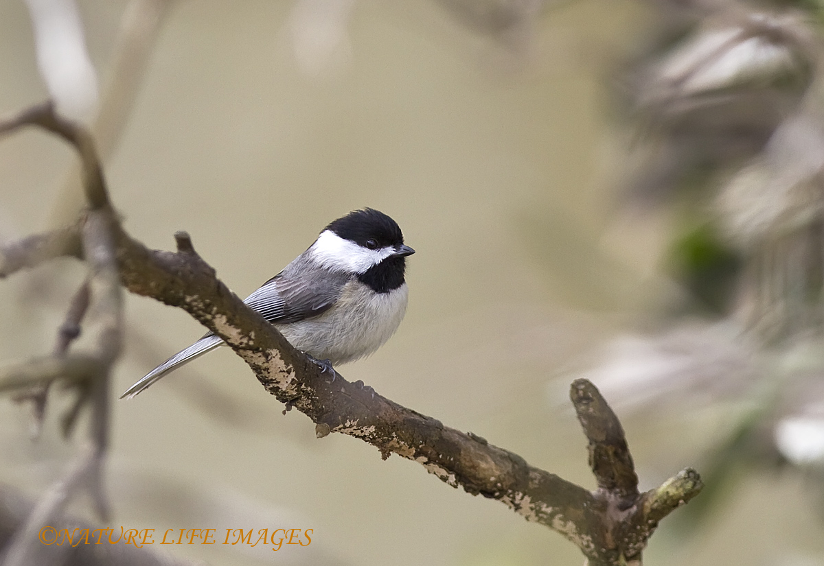 Carolina Chickadee