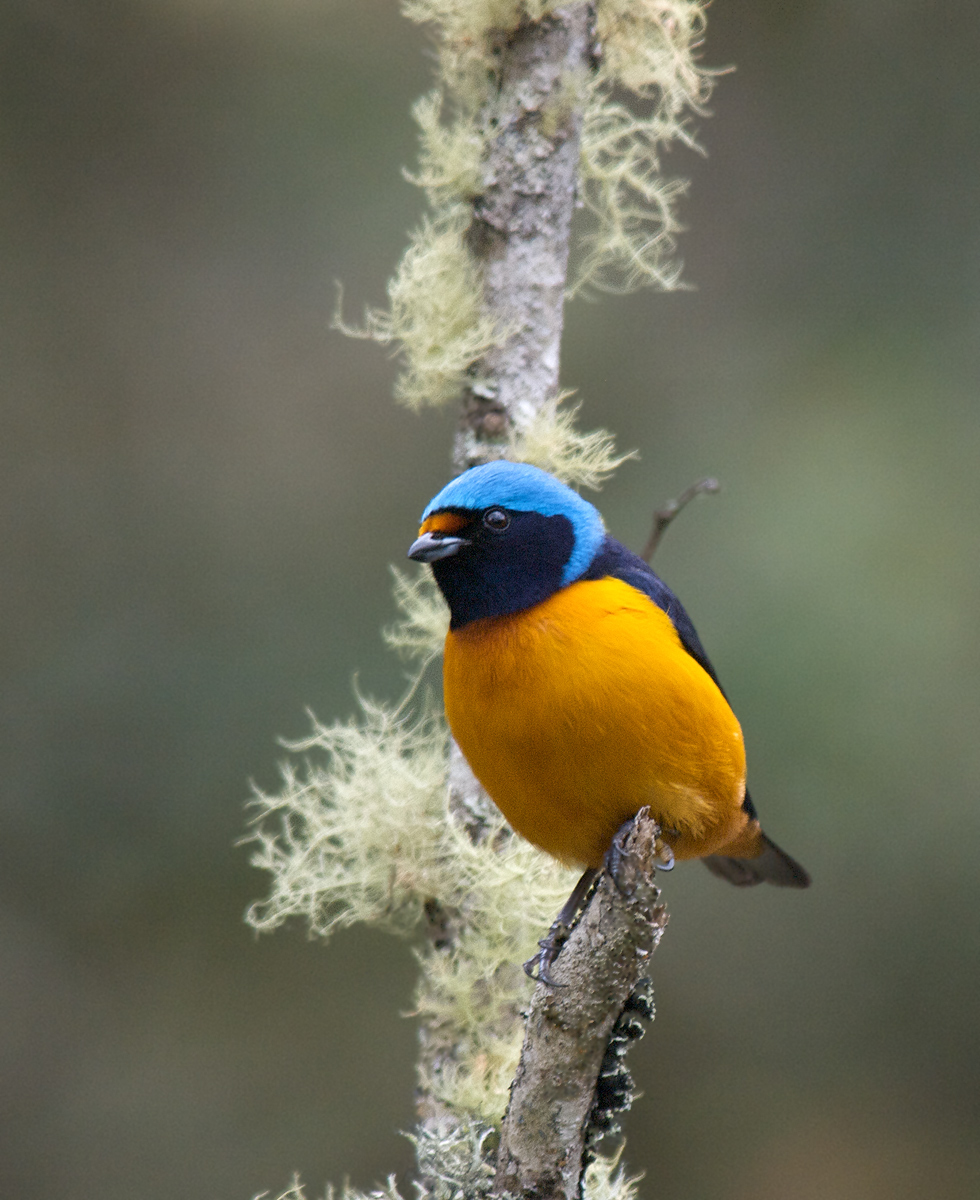 Blue-Hooded Euphonia