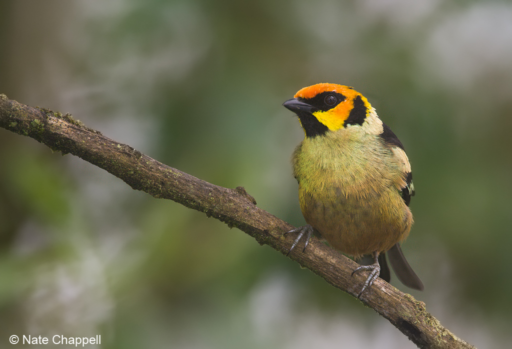 Flame-faced Tanager