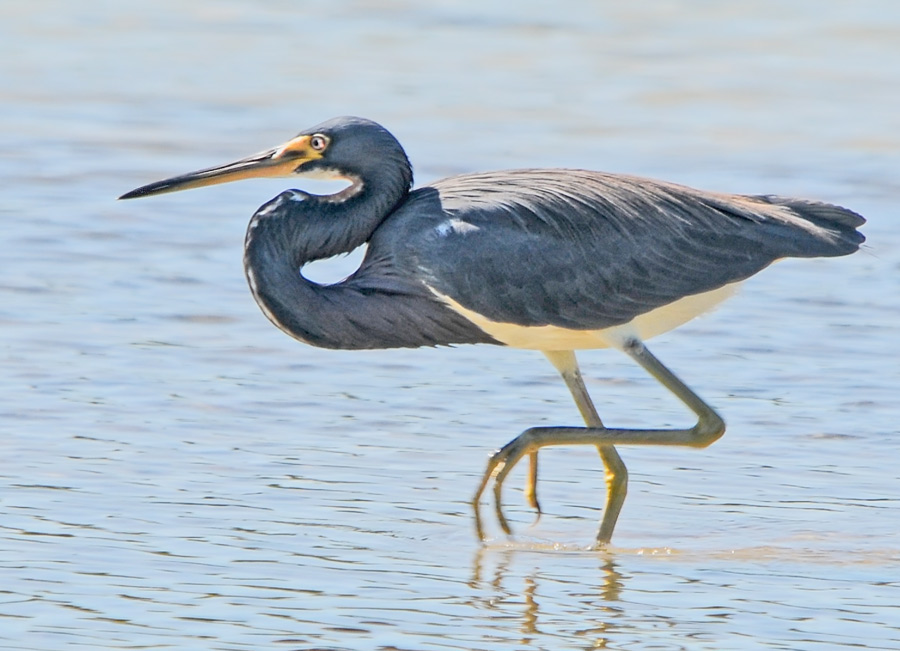 Tricolored Heron