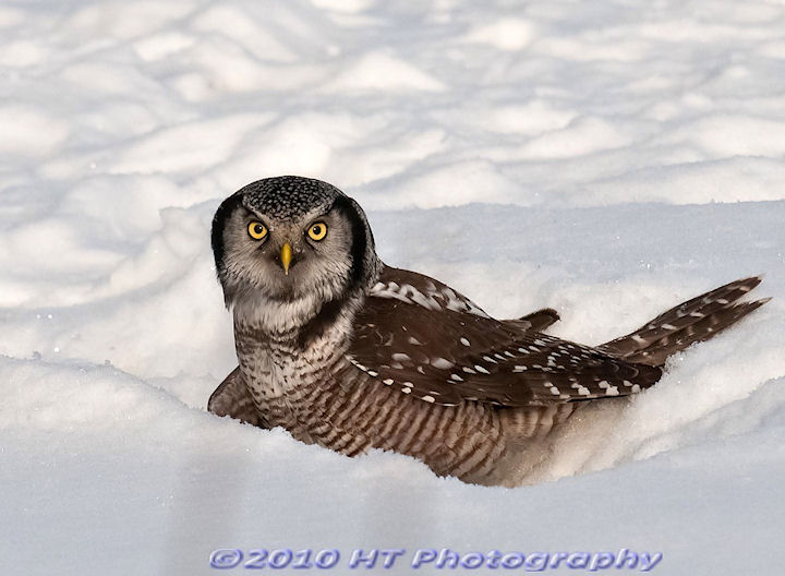 Snowy Hawk Owl??