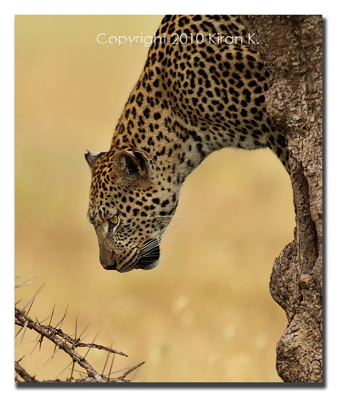 Eye Of The Leopard