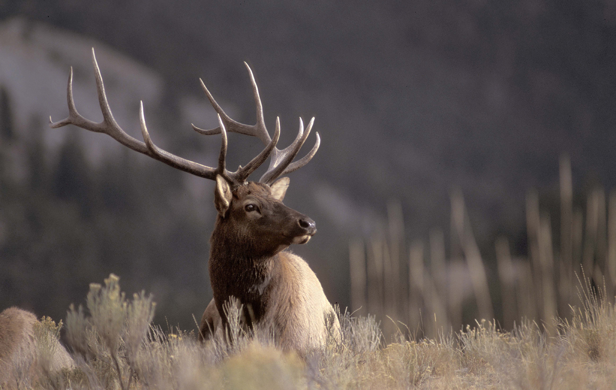 Resting elk