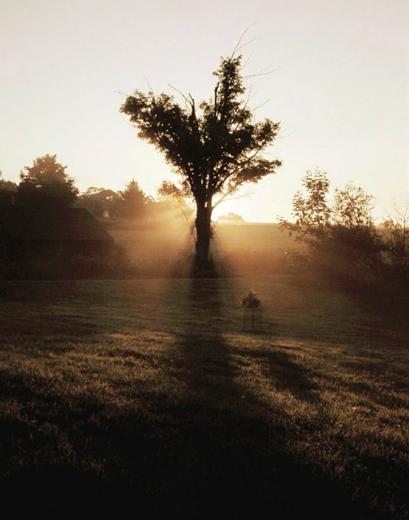 The Tree of Light WC419
