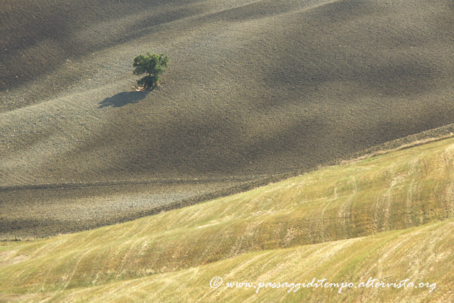 Tuscany lone tree WC419