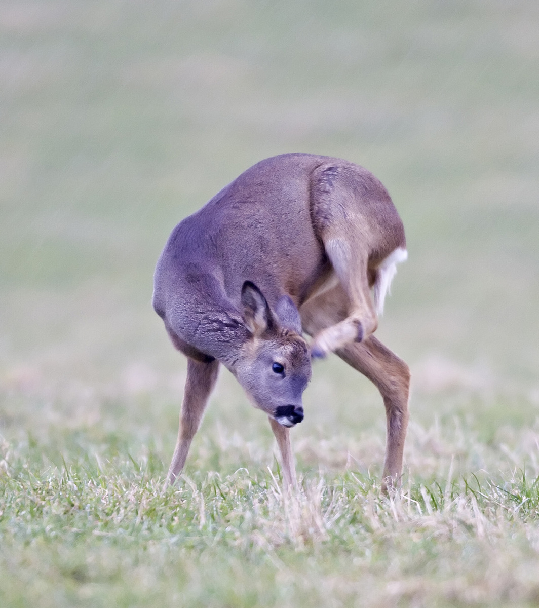 Roe Deer