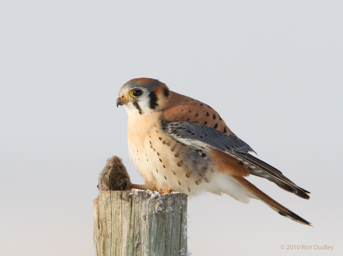 American Kestrel w/ vole