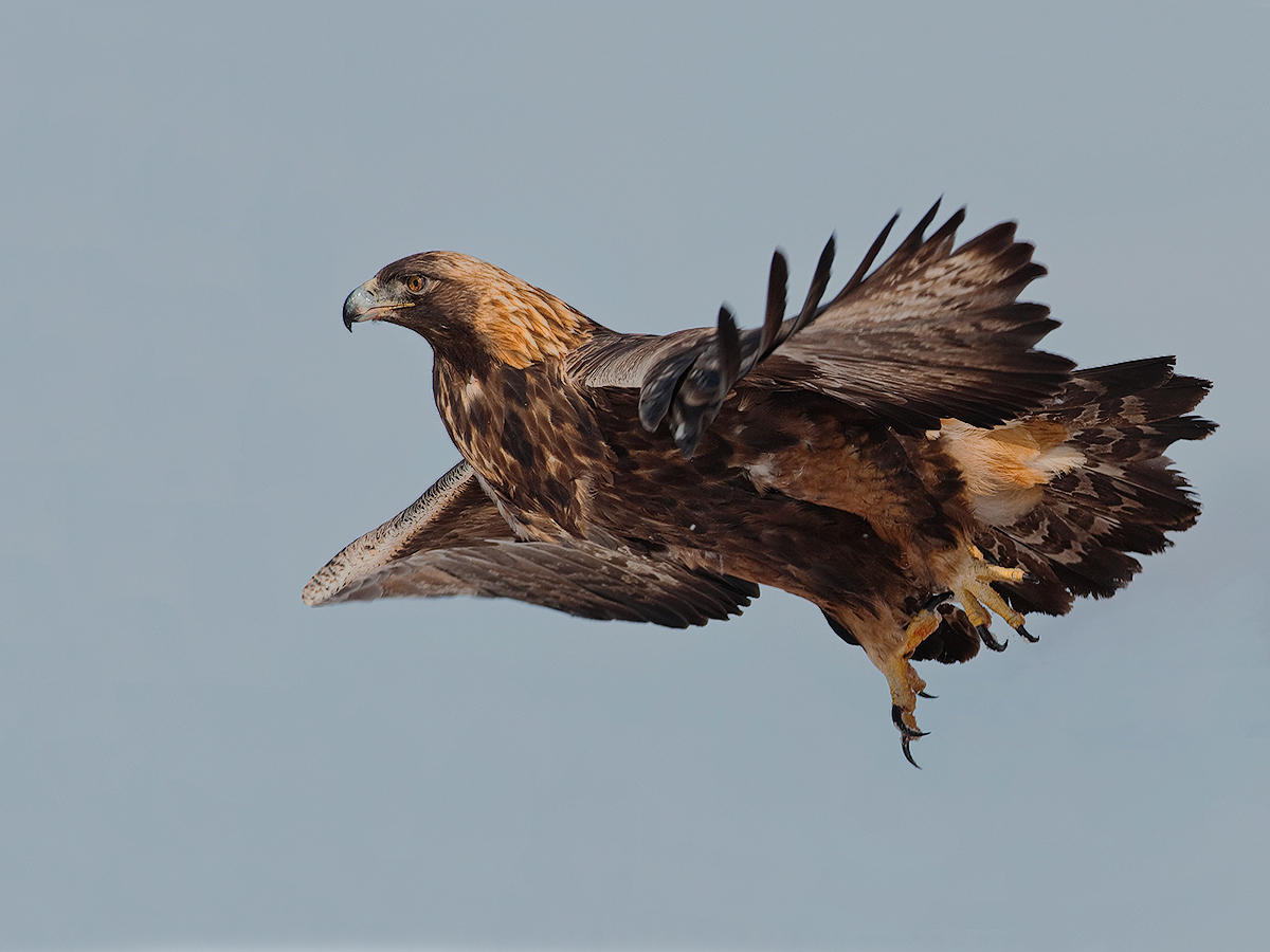 Golden Eagle with repost