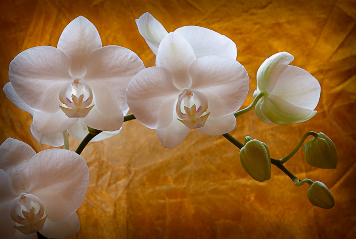 Orchid Arch